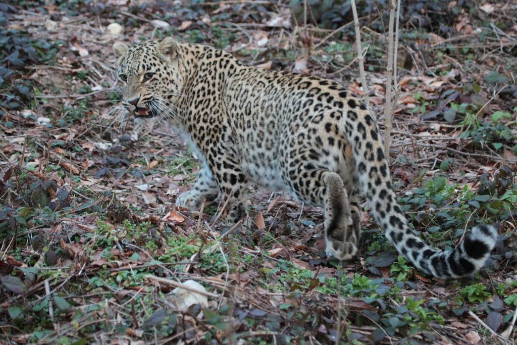Леопард. Леопарды в дикой природе. Животные сочинского национального парка. Леопарды в Сочи.