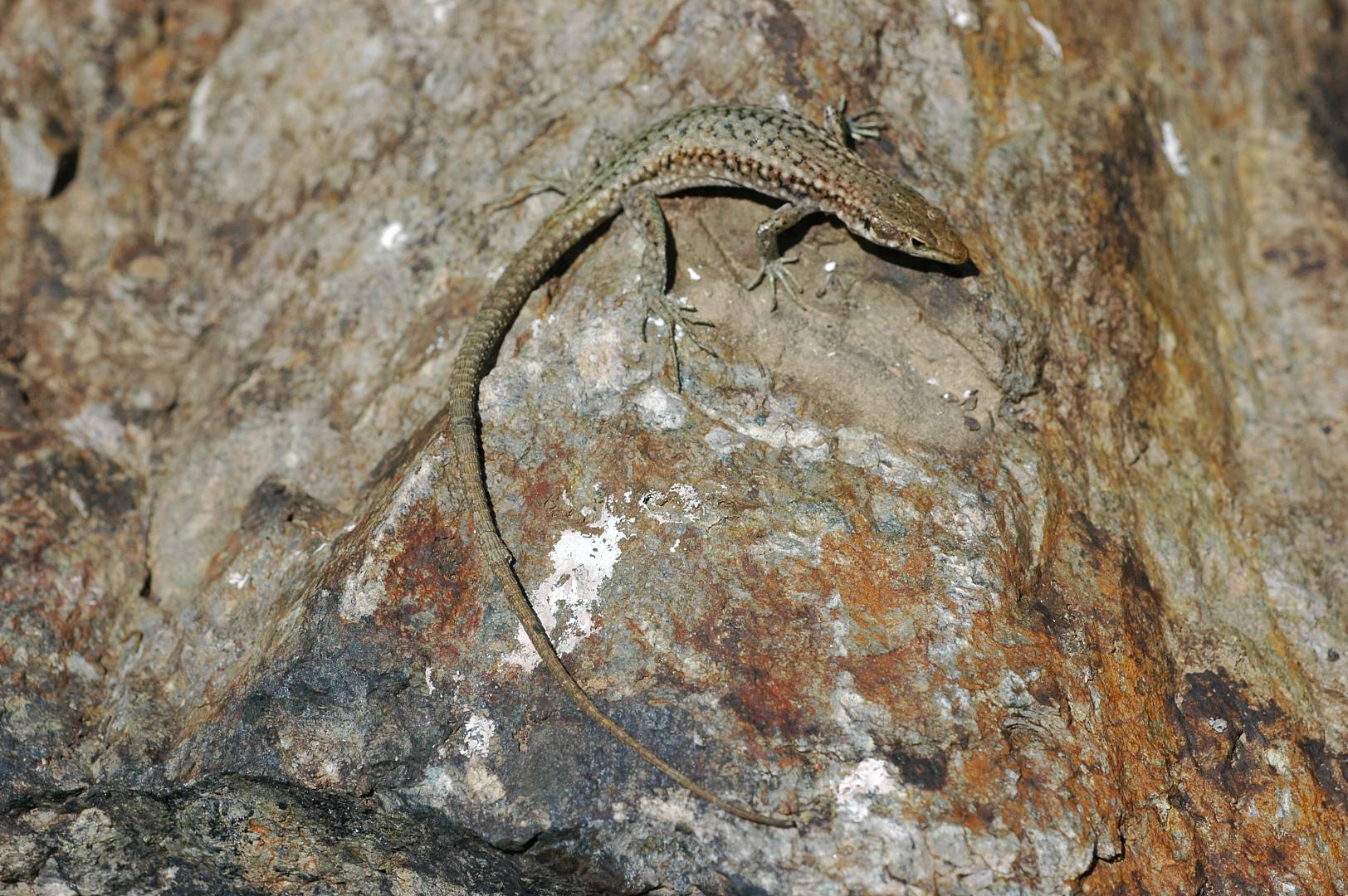 Ящерица Туниева – новый вид из группы скальных ящериц